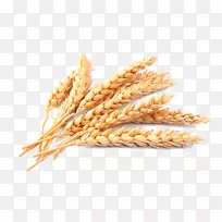 谷类普通小麦砧木穗