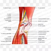 膝神经人体解剖-神经