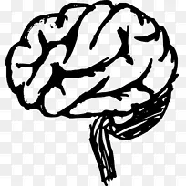 人脑绘画剪贴画-大脑