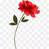 花园玫瑰花红色剪贴画-花
