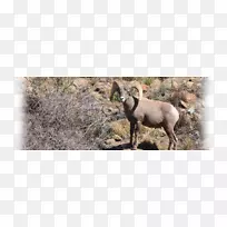 山羊羚羊野生动物-山羊