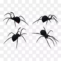 寡妇蜘蛛，昆虫K2白蜘蛛