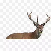 麋鹿白尾鹿超动物鹿角
