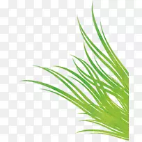 甜草绿叶植物茎粉爆裂