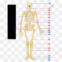 人体骨骼人体图生理学-人体骨骼
