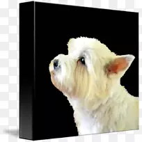 西部高原白猎犬马耳他犬稀有品种(犬)小狗