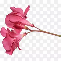 玫瑰科切花粉红色m植物茎玫瑰