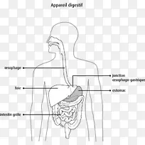 胰腺消化人消化系统胆汁人体解剖食管