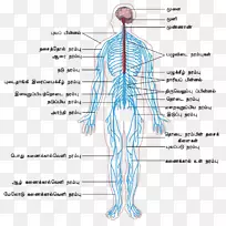 周围神经系统，中枢神经系统，人体轮廓，人体神经系统-神经系统