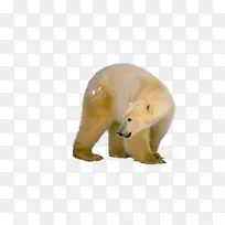 北极熊下载-Osos