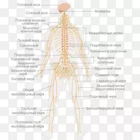 中枢神经系统神经