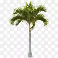 槟榔科椰子树树干棕榈椰子