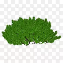 欧芹，维生素，草本植物，核黄素，硫胺素