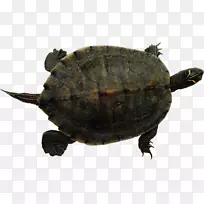 海龟爬行动物常见的抓取海龟红耳滑块龟