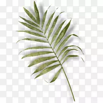槟榔科叶蕨类植物茎叶