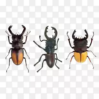 雄鹿甲虫节肢动物翅甲虫