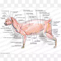 肌肉猫人体食肉肌肉系统-猫