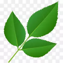 叶植物茎夹艺术装饰芒果叶