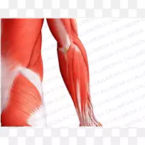 拇指肘肌肩前臂