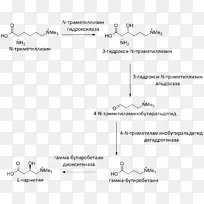 左旋卡尼汀三聚氰铵γ-丁甜菜碱双加氧酶合成-生物合成