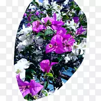 切花花卉图案玫瑰科花瓣玫瑰
