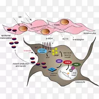 黑素皮质素1受体黑素细胞刺激素黑素核苷酸促肾上腺皮质激素核苷酸