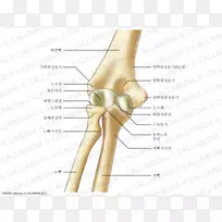 拇指肘骨肱骨解剖.桡骨