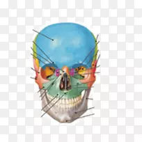 人解剖头骨-眶上孔