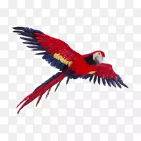鹦鹉鸟飞行脊椎动物