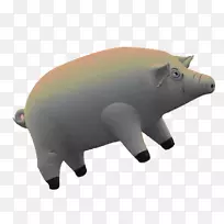 猪鼻陆生动物-猪