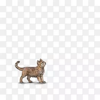 猫虎狮陆生动物野生动物雌性狮子