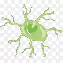 星形胶质细胞神经系统小胶质细胞脑细胞