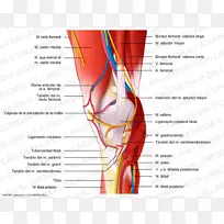 膝神经肌肉系统