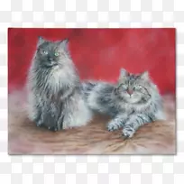 缅因州，波斯猫，亚洲半长毛西伯利亚猫，挪威森林猫-小猫