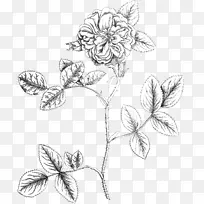 花卉设计植物学插图花缎玫瑰