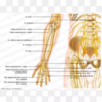 前臂神经人体解剖肘手