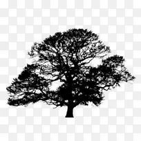 [医]瓦维洛氏菌r。l。Produzione aceto调味品标记韦伯的园林公司“树木和景观专家自1997年以来”-树纹身