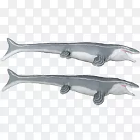 莫萨龙大白鲨，方形鲨鱼，苔藓龙，索罗帕加纳克斯-巨龙对马沙龙