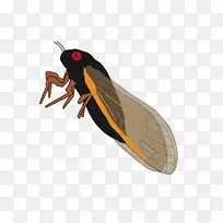 昆虫蝴蝶真虫环节动物节肢动物昆虫