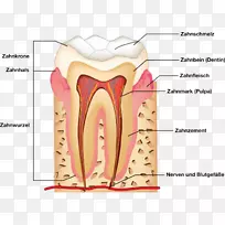 人类牙齿解剖人体解剖-牙齿解剖