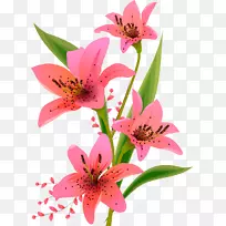 百合花卉设计