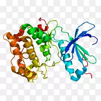 prkcq蛋白激酶c基因-tRNA