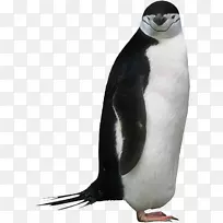帝企鹅动物剪贴画-企鹅