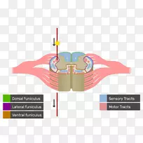 脊髓白质神经束解剖延髓