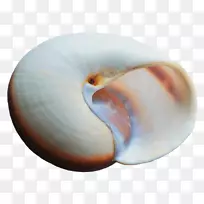 seashell电脑图标pdf-seashell