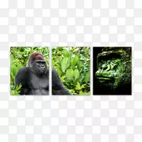 大猩猩野生动物类人猿