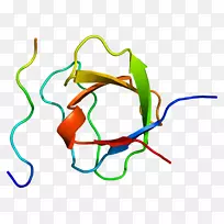 适配器分子Crk信号转导适配器蛋白SH3结构域蛋白-结构