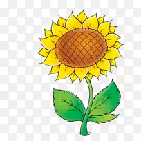 普通向日葵绘画剪贴画-PNG Girassol