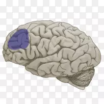 脑额叶、颞叶、大脑半球-脑