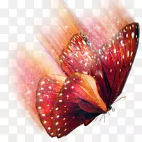 剪贴画-бабочки